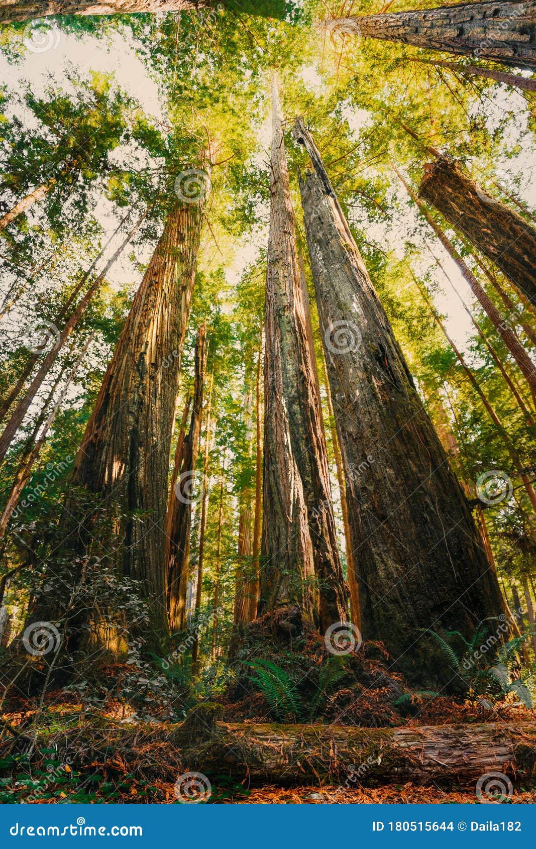 美洲杉国家公园秋天 库存照片. 图片 包括有 户外, 红木, 森林, 美国加州红杉, 木头, 加利福尼亚 - 82229400