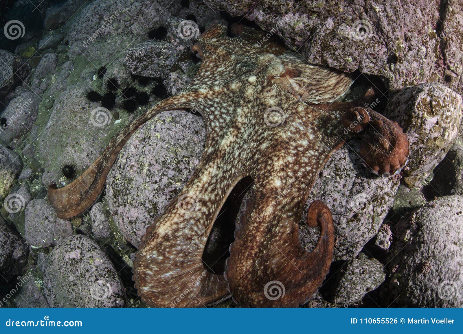 最大的章鱼——北太平洋巨型章鱼 - 哔哩哔哩