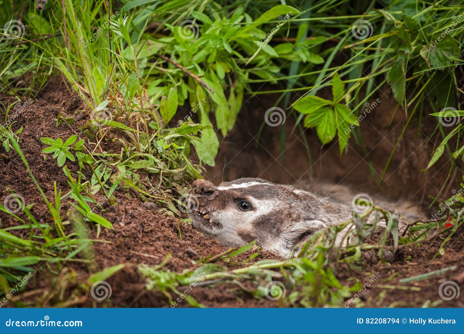 北美洲獾(獾亚科类罗汗松)在小室坐 库存照片. 图片 包括有 北部, 敌意, 自然, 大使, 外面, 水平 - 75021318
