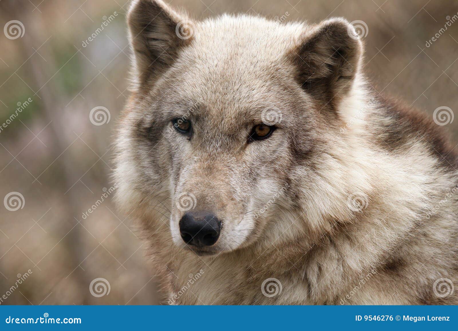 在树后的大公北美灰狼 库存照片. 图片 包括有 茴香, 照片, 灰色, 下颌, 食肉动物, 单配, 冷杉 - 84196008