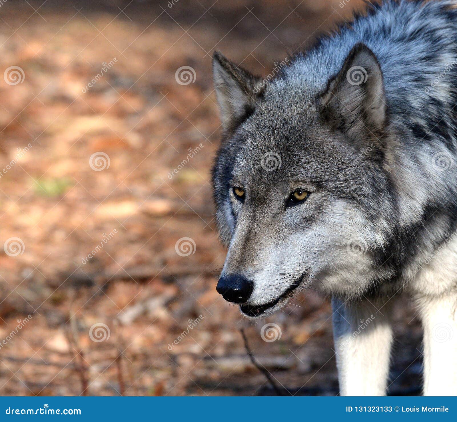 Saarloos猎狼犬美丽的母狗在冬天公园 库存图片. 图片 包括有 没人, 哺乳动物, 纵向, 食肉动物 - 109874997
