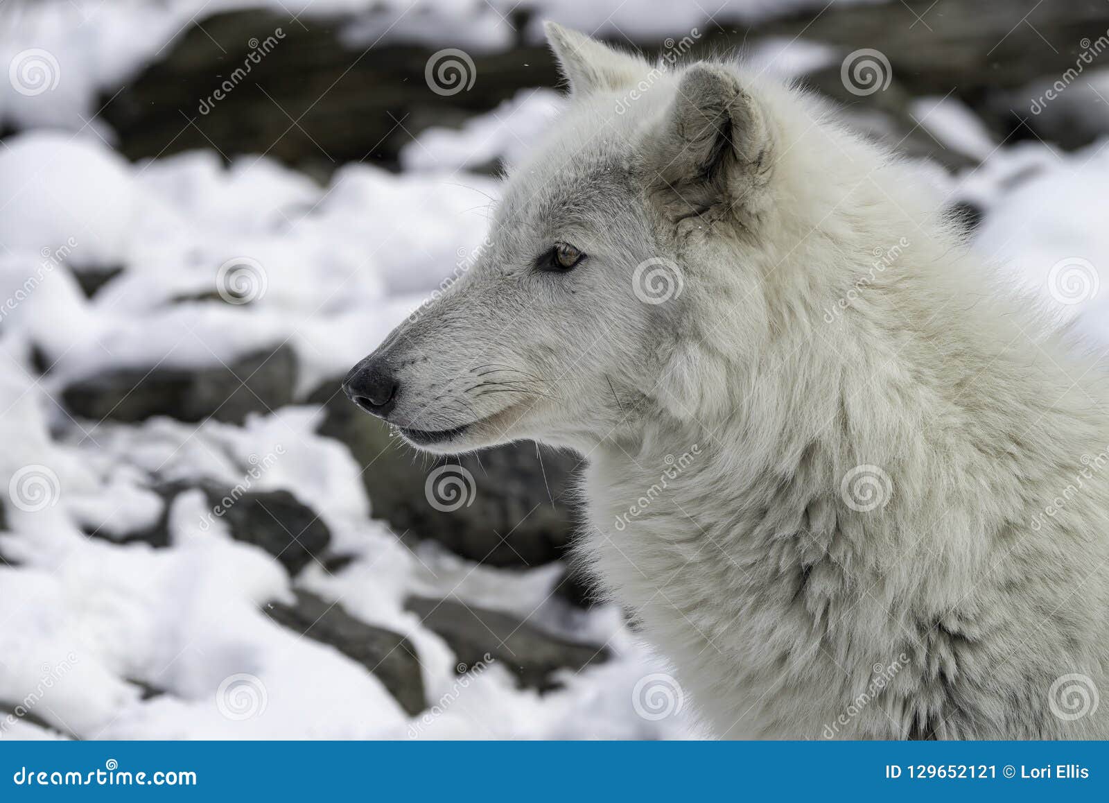 北美灰狼 库存图片. 图片 包括有 木材, 环境, 关闭, 自然, 哺乳动物, 猎人, 生态系, 野生生物 - 28671827