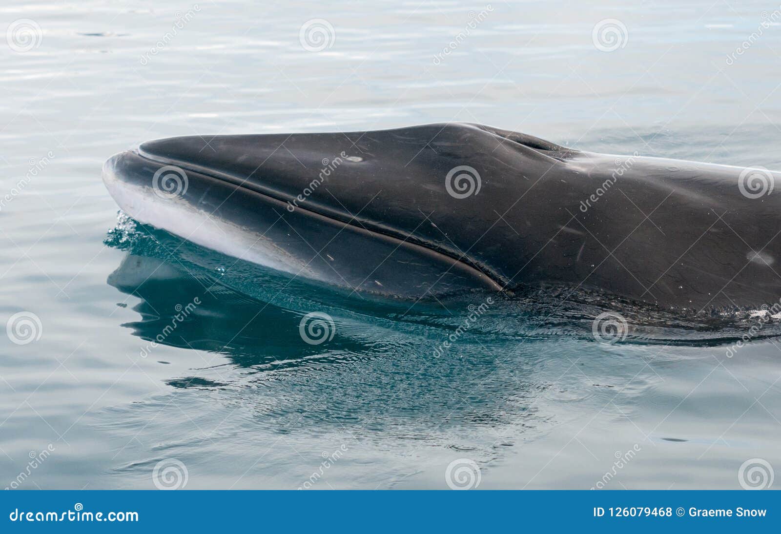 4K超美海洋鲸鱼视频素材,特写慢镜视频素材下载,高清3840X2160视频素材下载,凌晨两点视频素材网,编号:16215