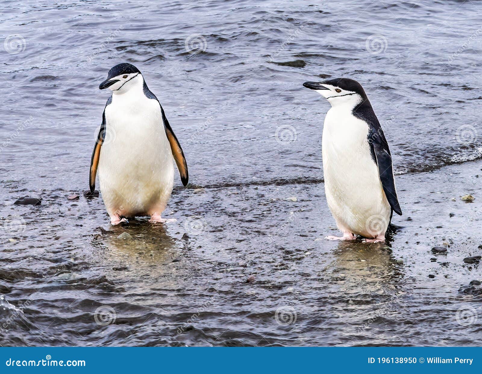 南极有几种企鹅？ - 南极百科
