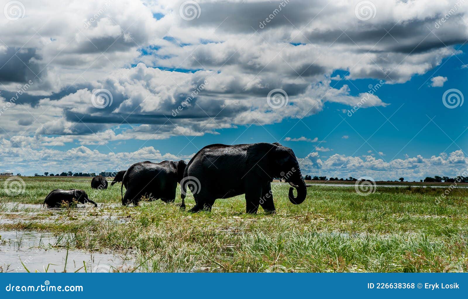 走通过在一条直线的非洲灌木的大象牧群，赞比亚，南非 库存图片. 图片 包括有 灌木, 户外, 自然, 破擦声 - 105123069