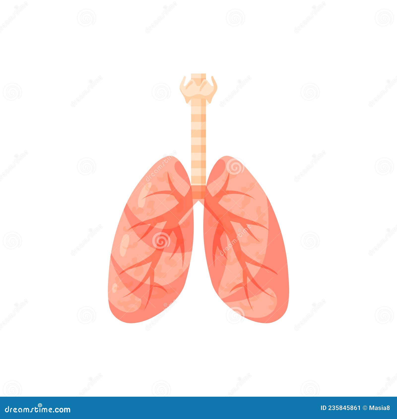 肺部器官图图片素材免费下载 - 觅知网