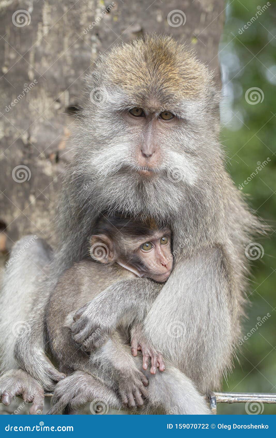圣猴森林公园（Ubud Monkey Forest)在印尼人眼中，猴子是神？|圣猴森林公园|印尼|乌布_新浪新闻