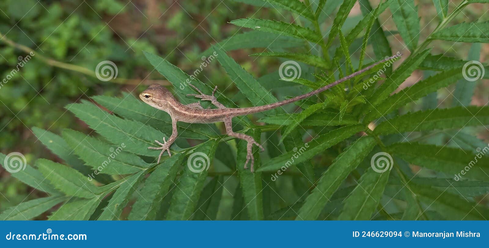 印度花园蜥蜴变色龙特写 库存照片. 图片 包括有 爬行动物, 无脊椎, 工厂, 特写镜头, 绿色, 野生生物 - 218686070