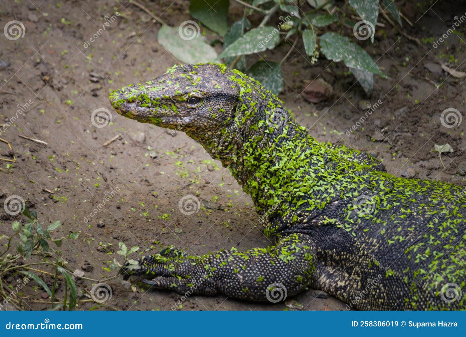 印地安变色蜥蜴 库存图片. 图片 包括有 印第安语, 敌意, 颜色, 蜥蜴, 生态, 印度, 聚会所, 变色蜥蜴 - 50499365