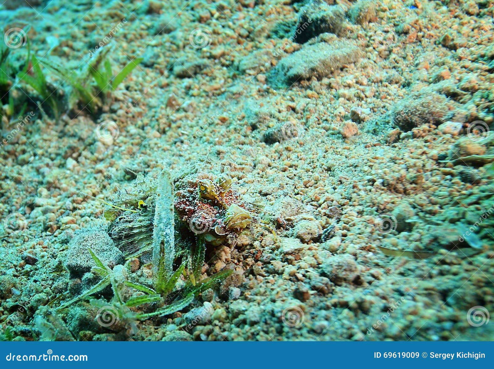 How Toxic is the Stonefish? - Ocean Conservancy