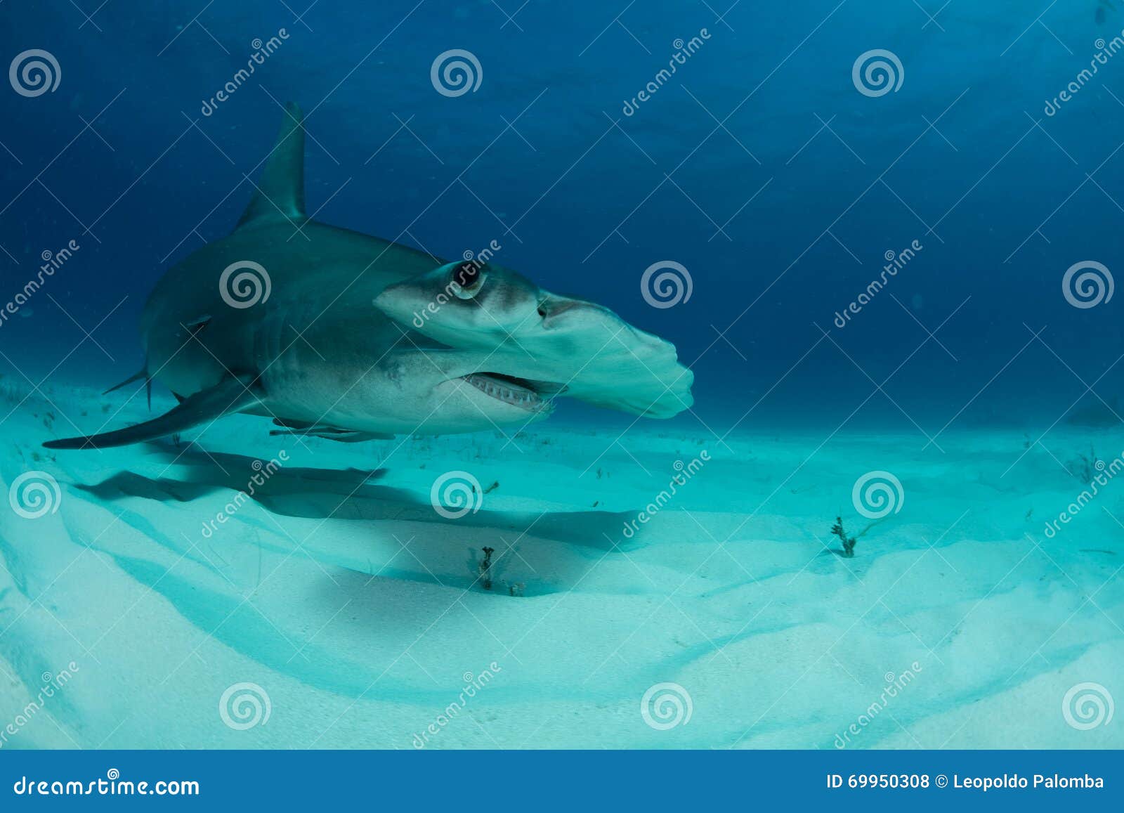 双髻鲨3D模型 - TurboSquid 848750