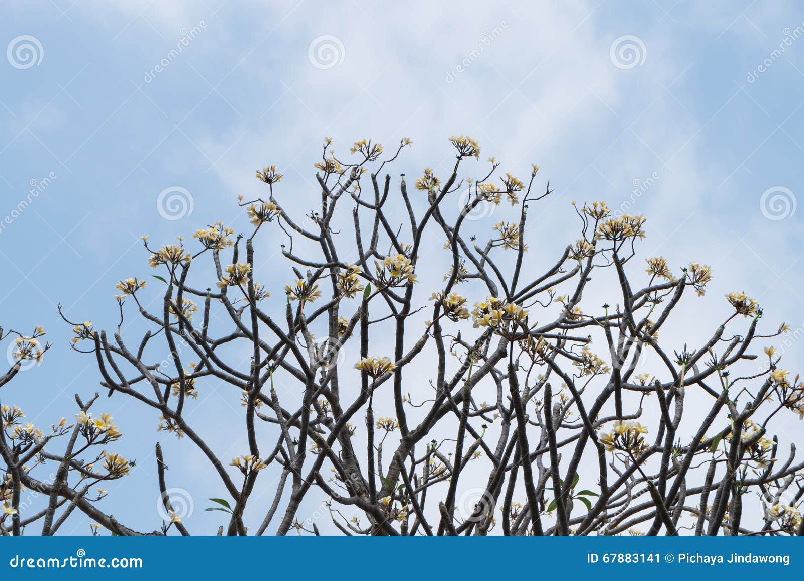 反对蓝天的赤素馨花树在泰国. 赤素馨花树(羽毛)反对蓝天在泰国