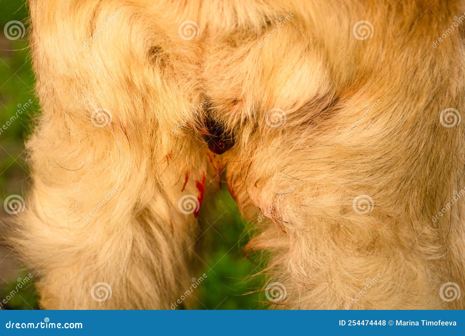 Dog Urogenital System - Canis Lupus Familiaris Anatomy - isolate Stock ...
