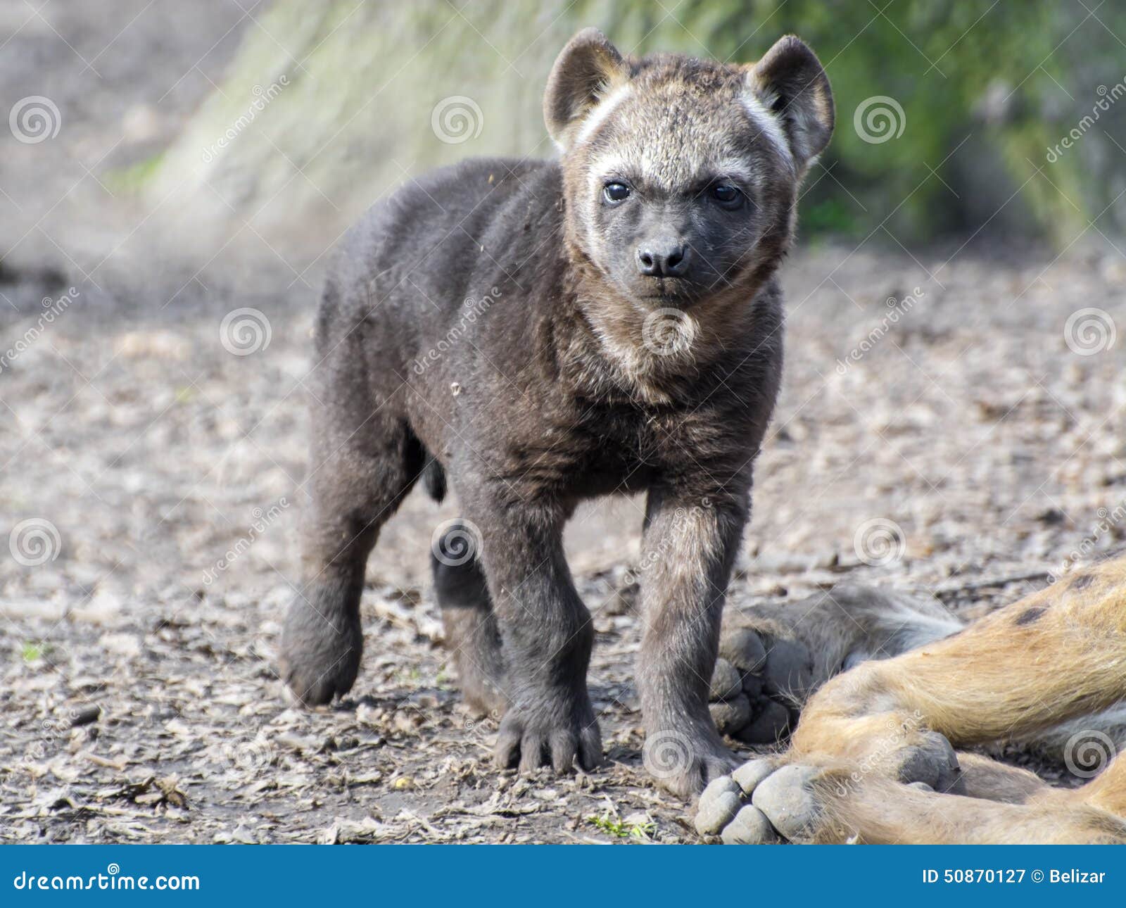 主演南非克鲁格国家公园的斑鬣狗幼崽。高清摄影大图-千库网