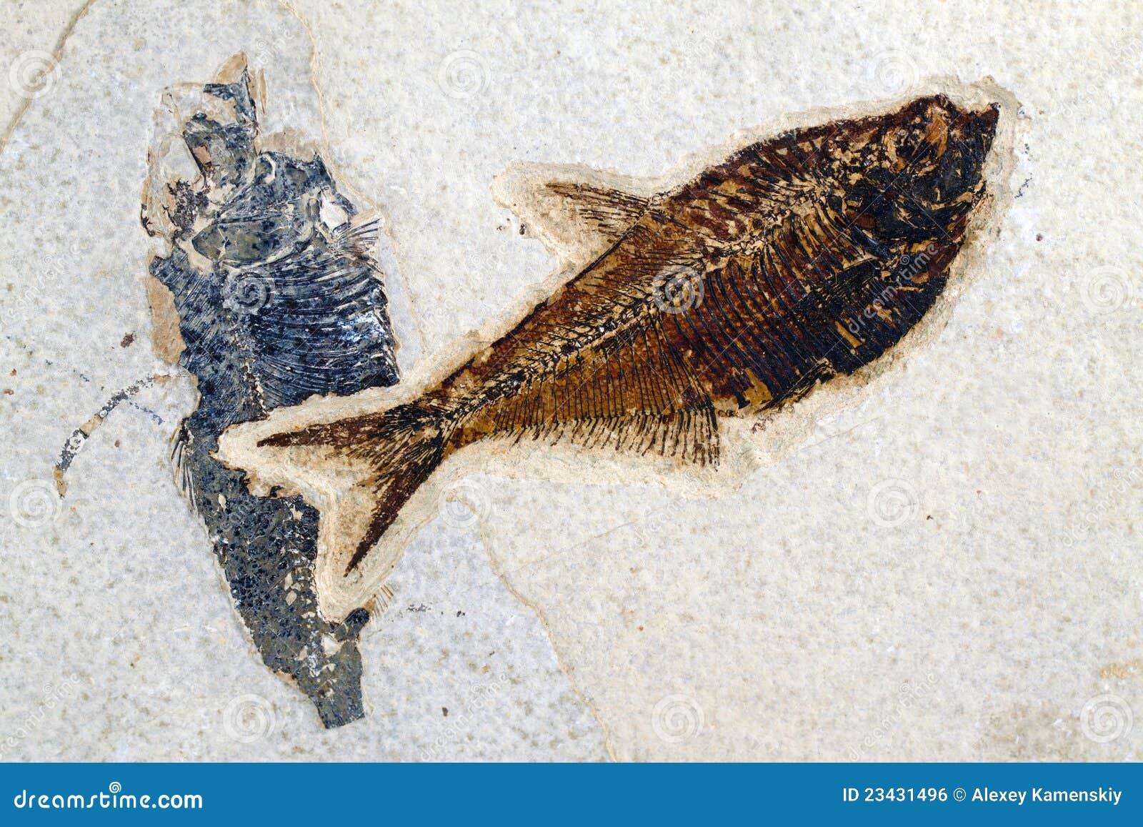 重庆秀山发现志留纪边城鱼化石，为牙齿演化提供重要实证_罗德洛世