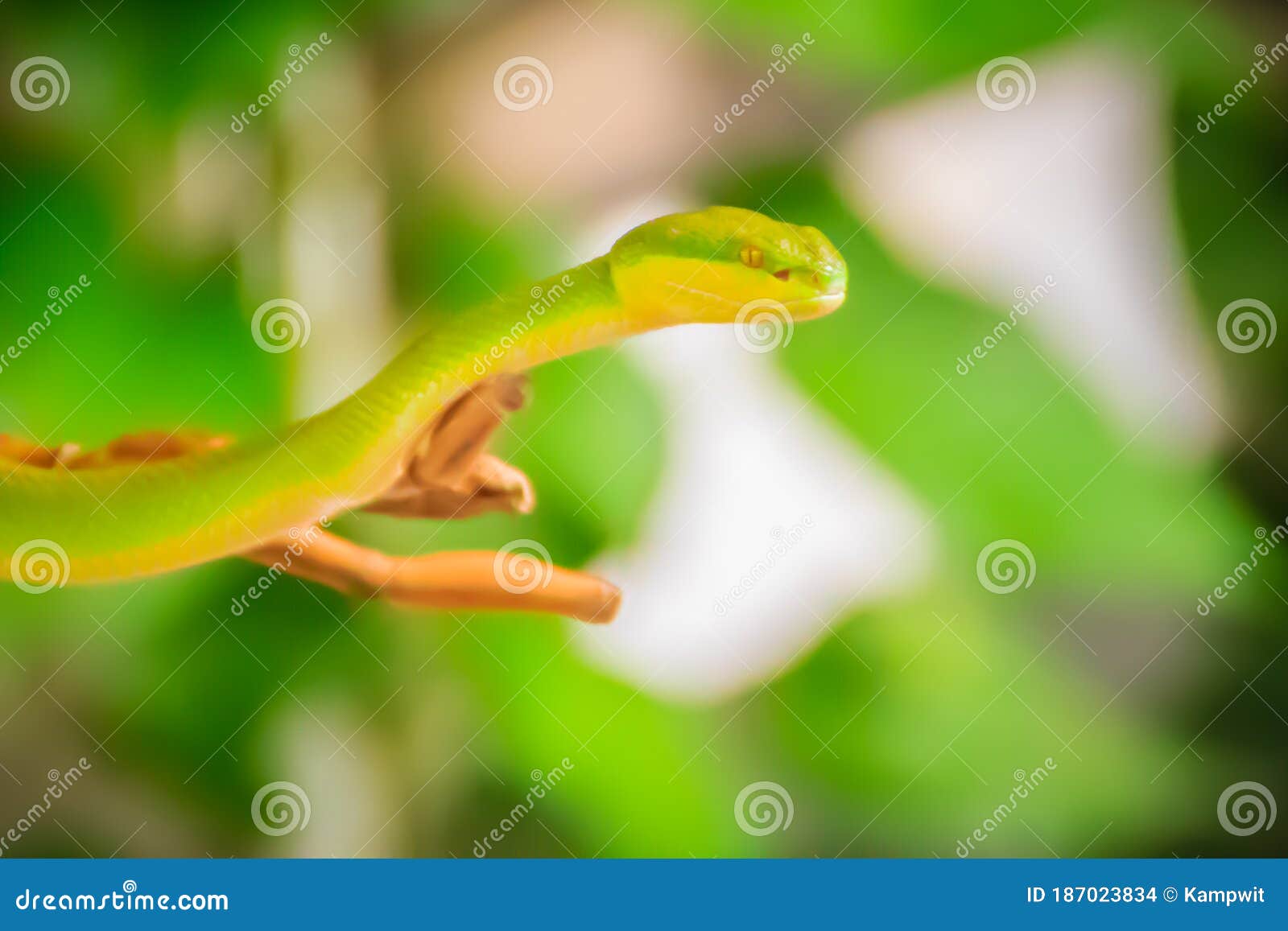灵巧的绿瘦蛇