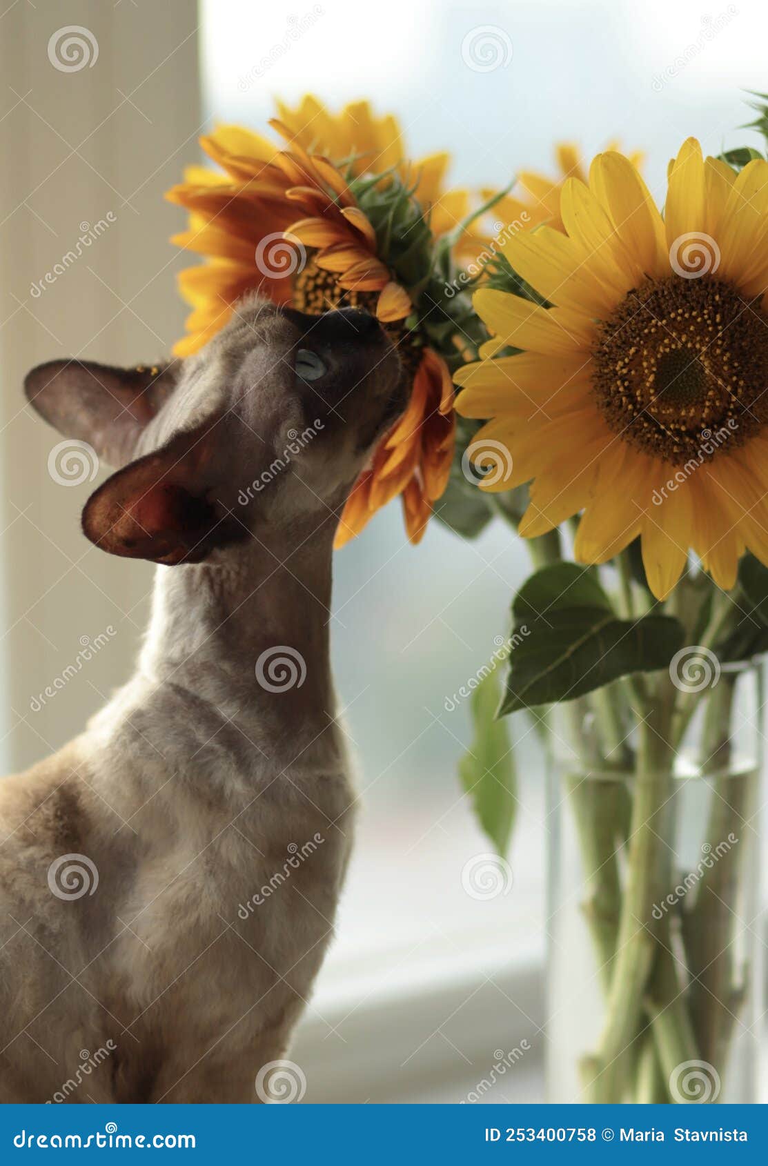 戴着向日葵花圈和太阳镜的猫的插图 库存图片. 图片 包括有 向日葵, 草图, 生产, 太阳镜, 晒裂, 宠物 - 289535171