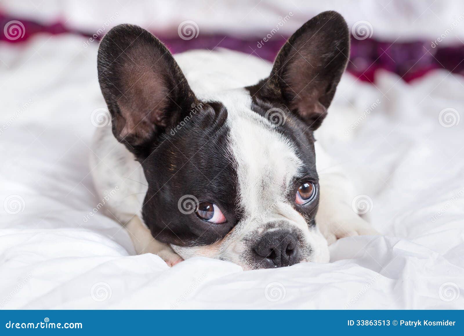 在床上的可爱的法国牛头犬小狗