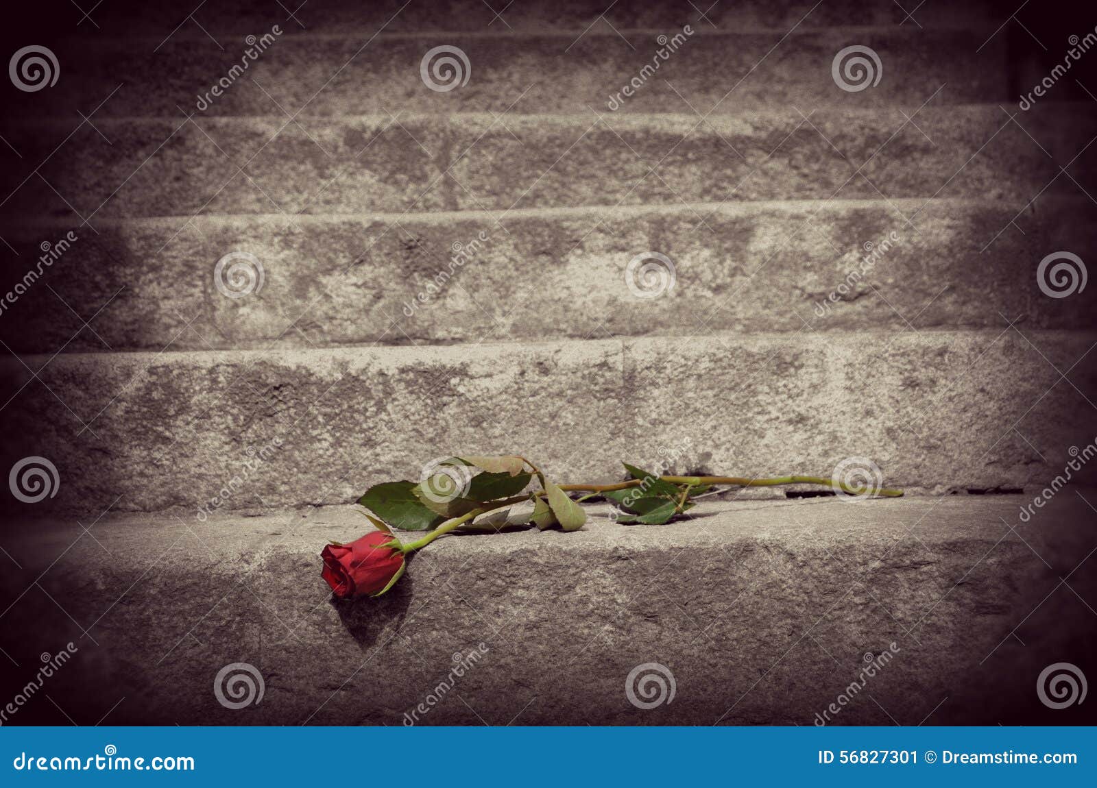 台阶的罗斯 库存图片. 图片 包括有 台阶, 本质, 乌贼属, 位于, 哀伤, 红色, 上升了, 全能 56827301