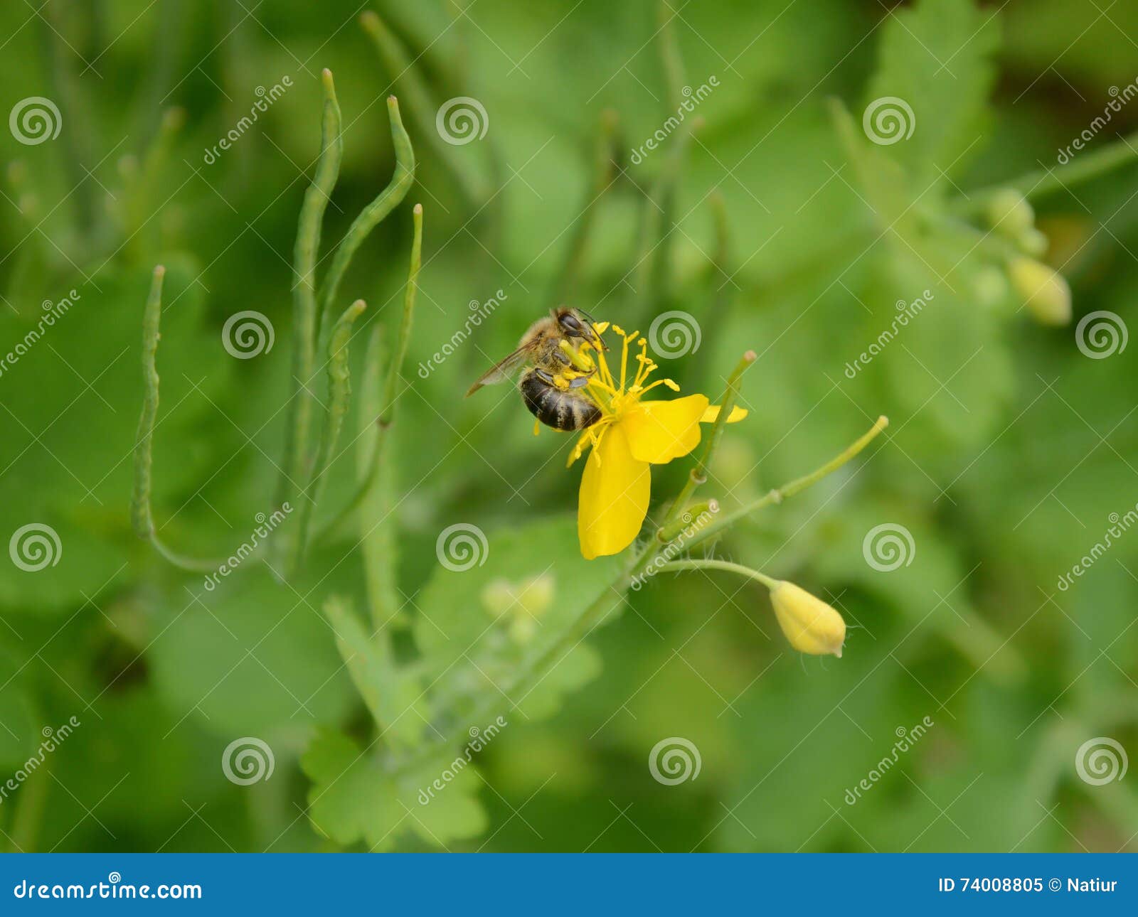 吃从白屈菜的蜂蜜蜂花蜜. 享受可口饭食的蜂蜜蜂(Apis mellifera)，当收集花蜜从白屈菜(白屈莱属majus)时开花