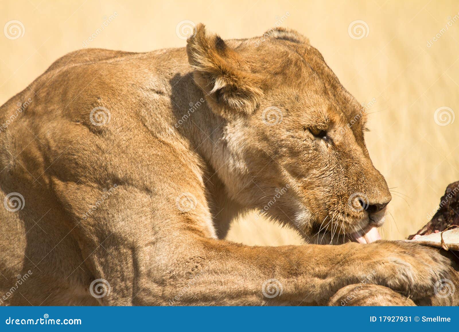 lioness with meat - Val Heart