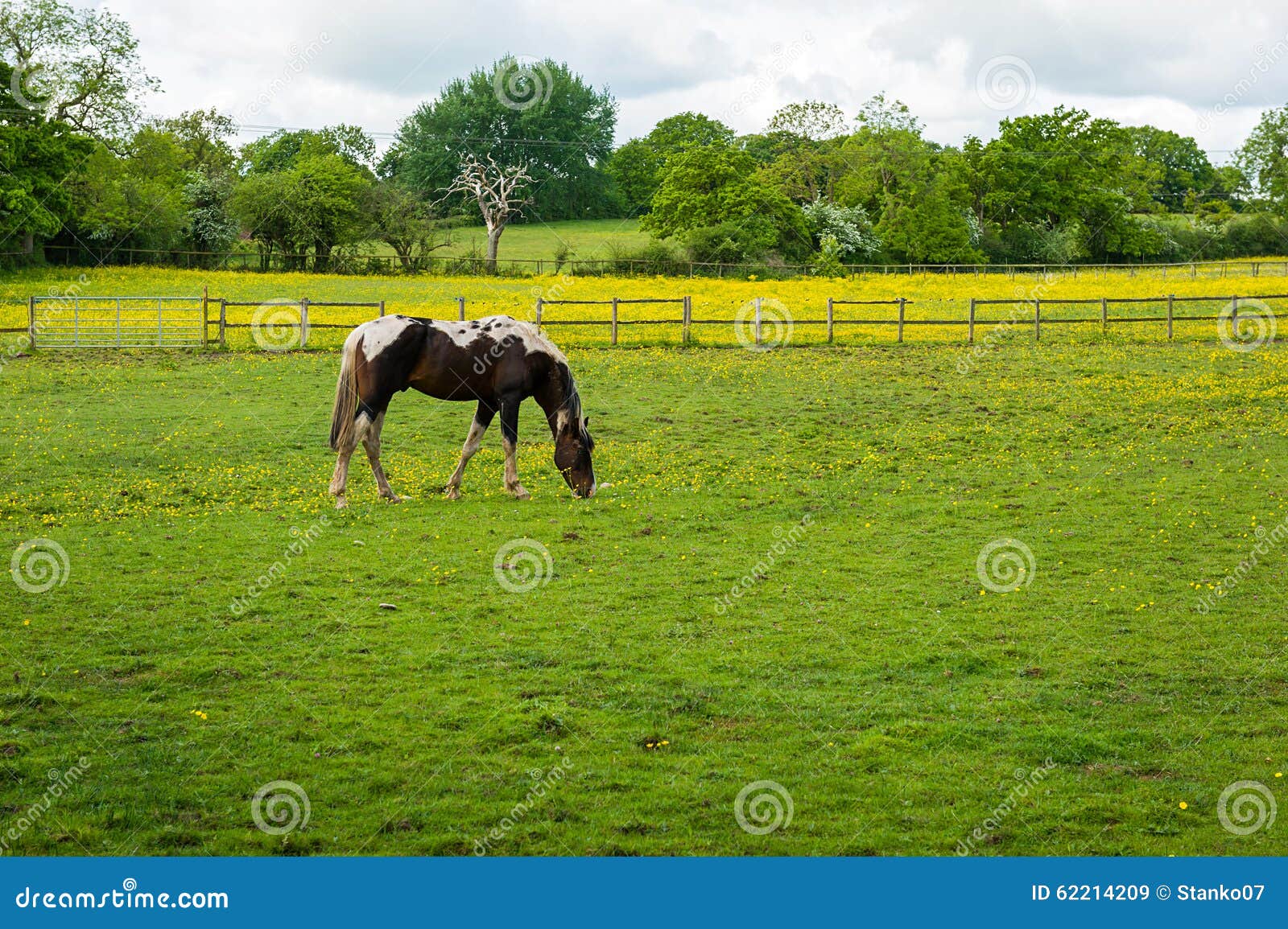 红色马吃草 库存照片. 图片 包括有 题头, 没人, 宠物, 骑马, 友谊, 牧场地, 福尔, 农村, 逗人喜爱 - 32560198