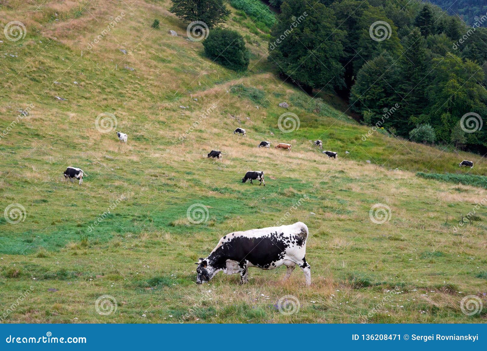 吃草在山牧场地的母牛. 吃草在高山的一个牧场地的牛牧群  夏天农村观点的母牛在小牧场 与牛的明亮和水多的土气风景