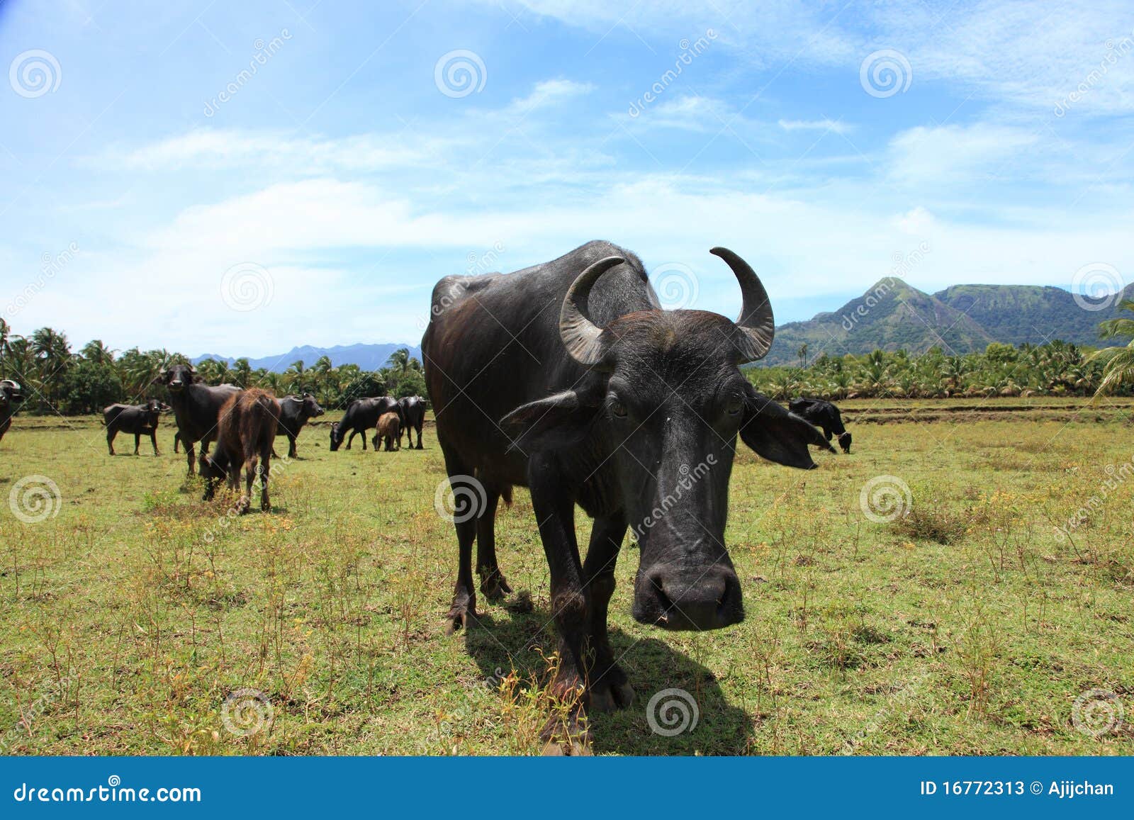 水牛在水里吃草图片,一头牛在水里吃草图片,一个水牛吃着草的图片_大山谷图库