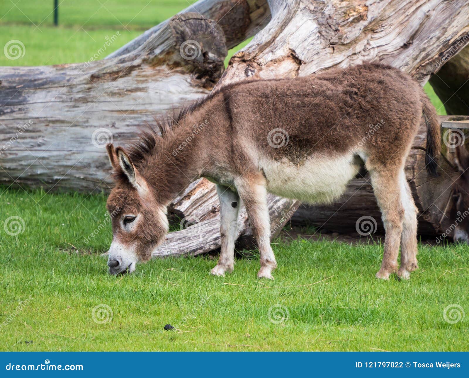 Free Images : nature, grass, outdoor, farm, countryside, cute, village ...