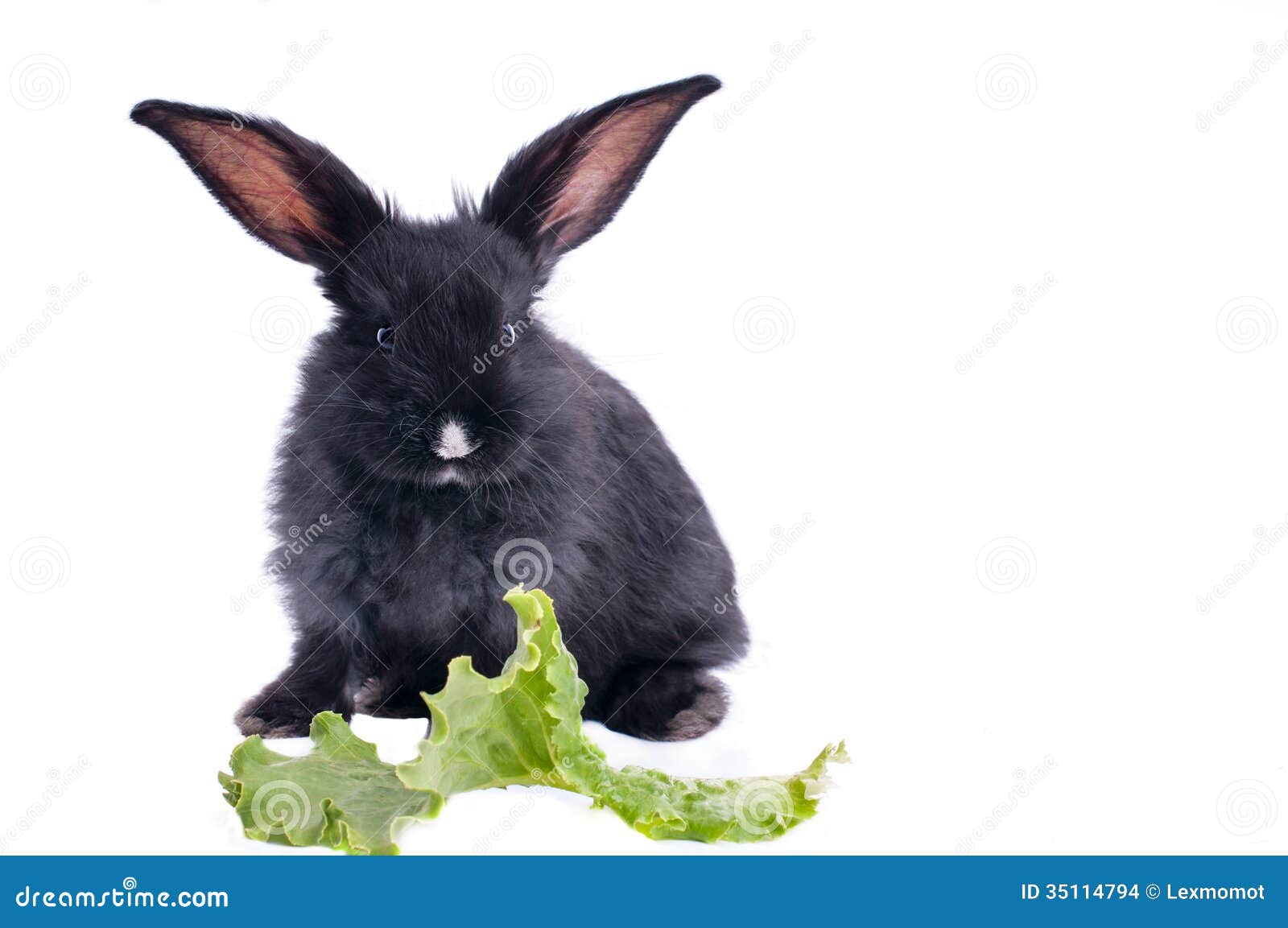 你了解兔子这种动物吗？ - 兔子百科