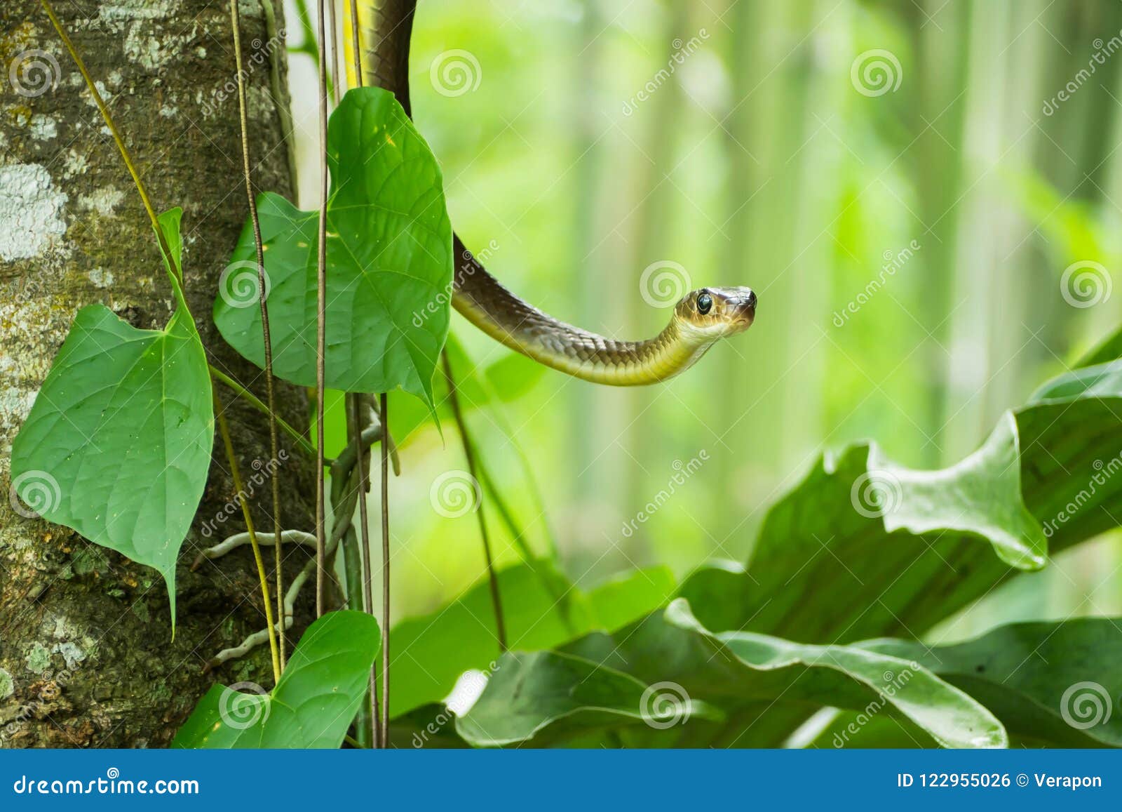 树枝上的犀鼠蛇 库存照片. 图片 包括有 野生生物, 查出, 没人, 射击, 其他, 背包, 木头, 有角 - 176180552