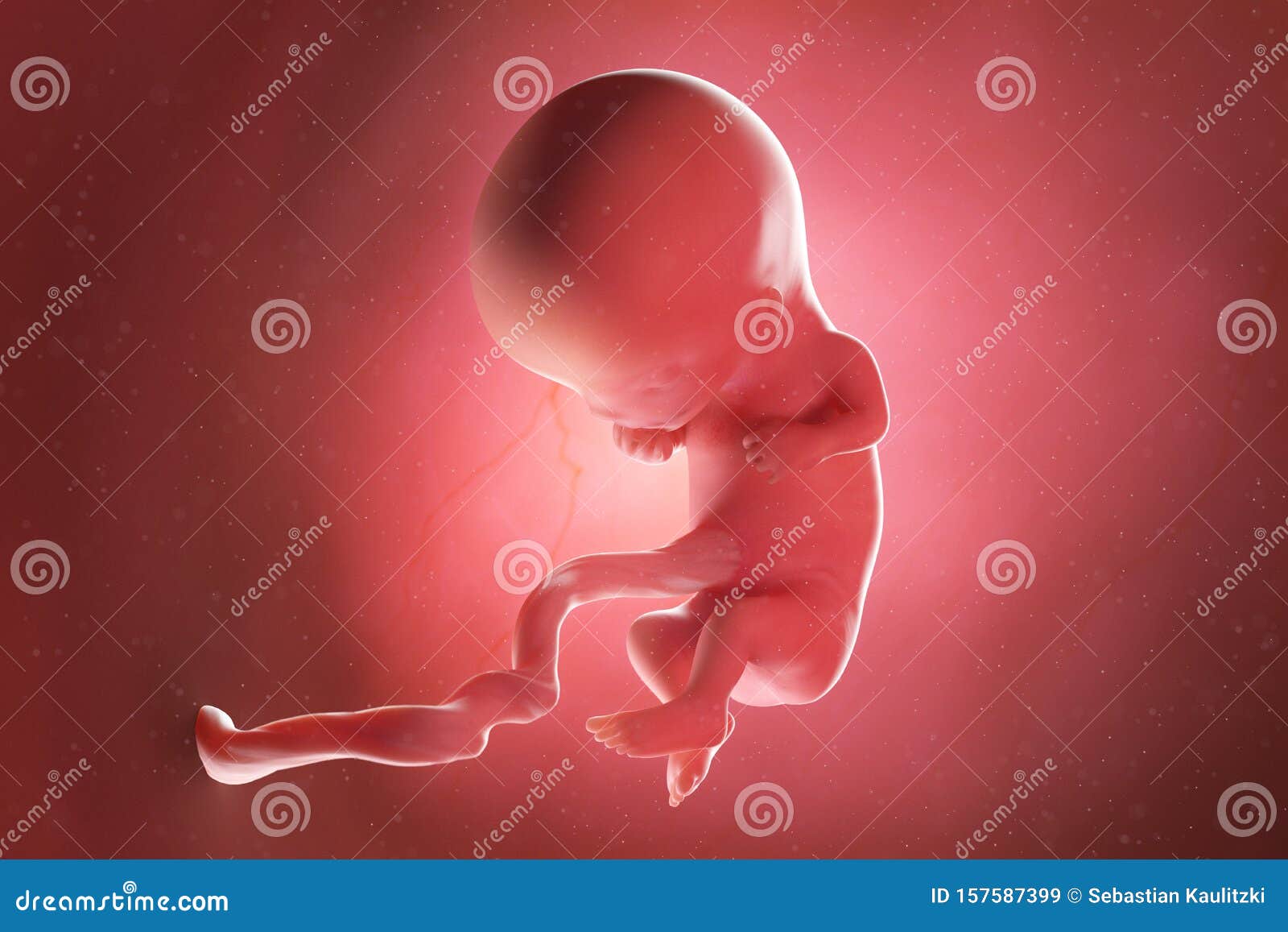 胎儿啥时候开始成为真正意义上的小宝宝？看看胎儿的发育情况秒懂_受精卵_因为_娃娃