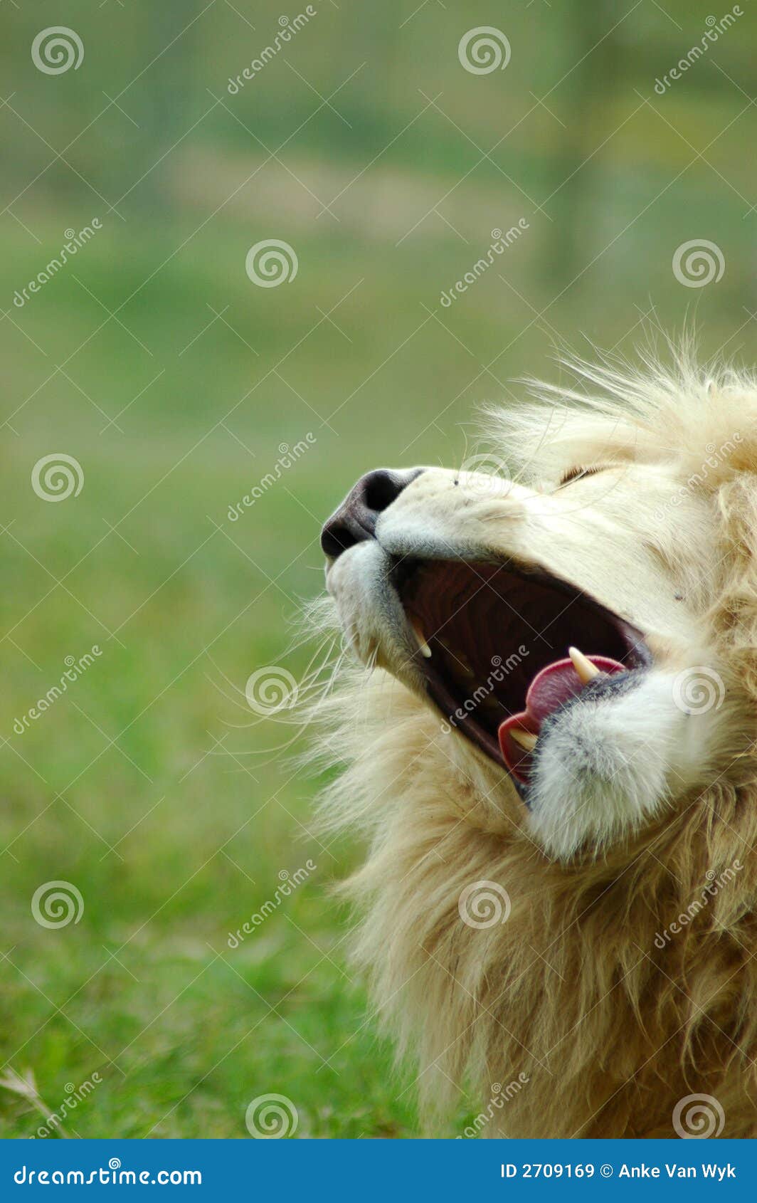 Lion Roaring Royalty-Free Stock Photography | CartoonDealer.com #141490523
