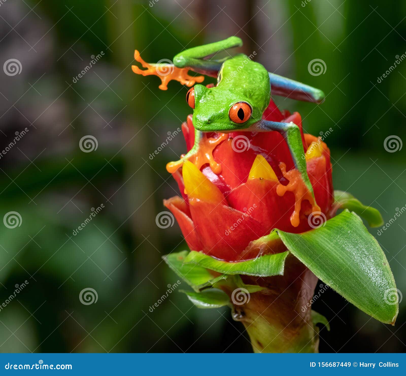 哥斯达黎加树蛙