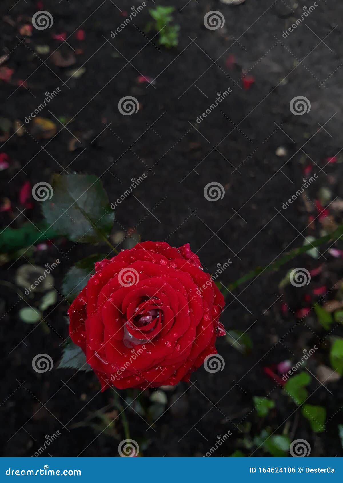 哭泣的玫瑰 库存图片. 图片 包括有 上升了, 感觉, 玫瑰, 红色, 本质, 庭院, 泪花, 啼声 - 248739