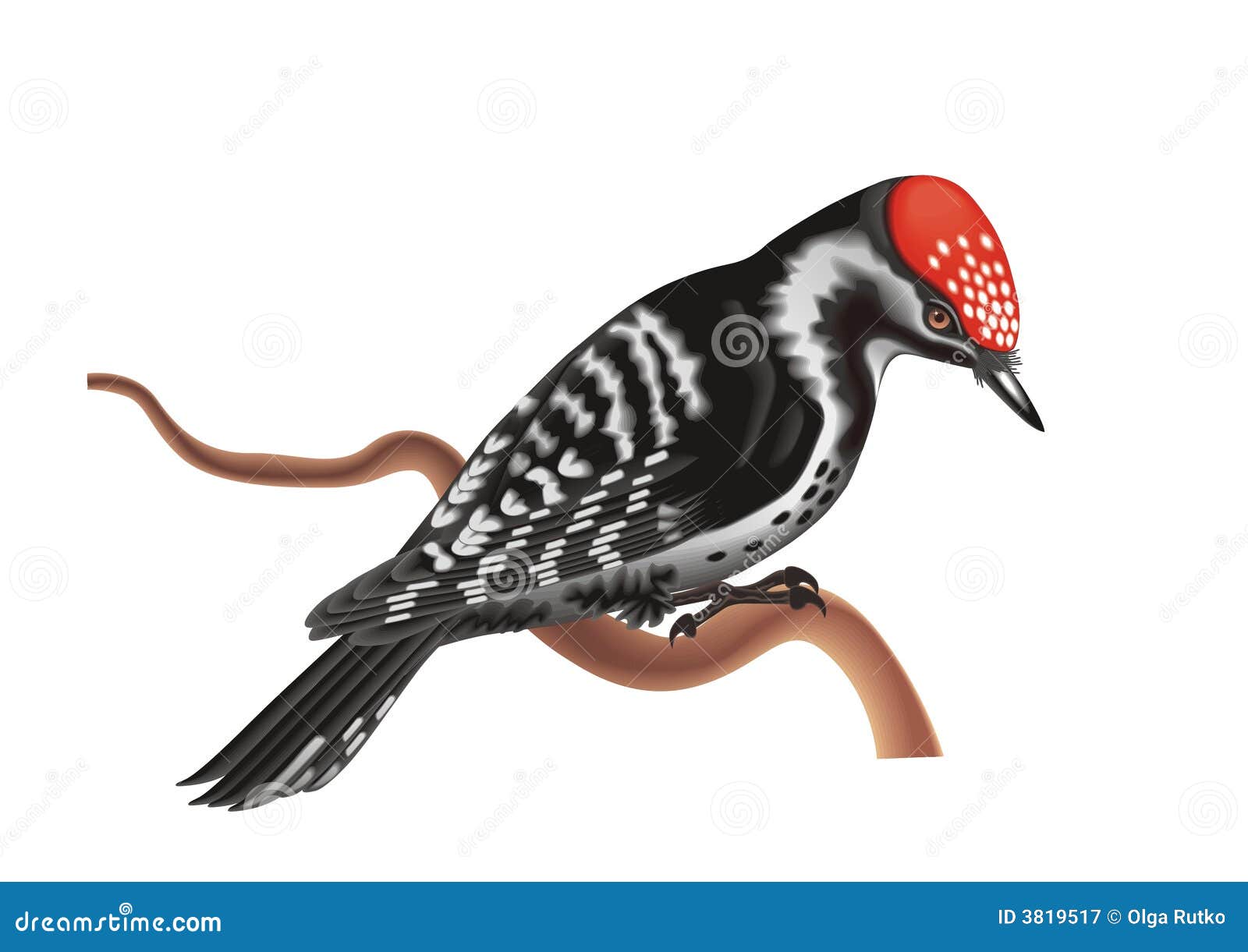 Dorcel啄木鸟标志logo图片-诗宸标志设计