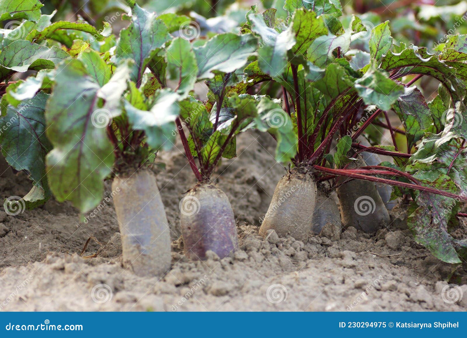生长红色甜菜根 库存照片. 图片 包括有 种田, 耕种, 绿色, 庄稼, 地产, 生长, 本质, 庭院, 营养 - 26577288