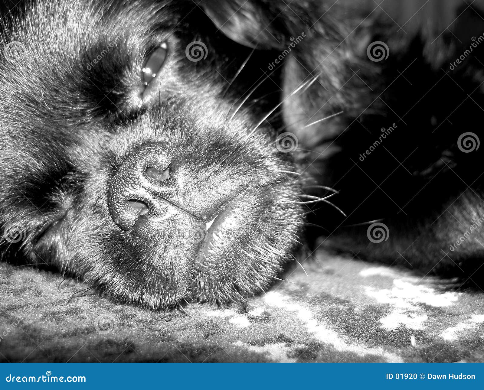 睡着的狗 库存照片. 图片 包括有 敬慕, 枕头, 环形, 滑稽, 打瞌睡, 逗人喜爱, 小狗, 时钟, 晚上 - 24345090