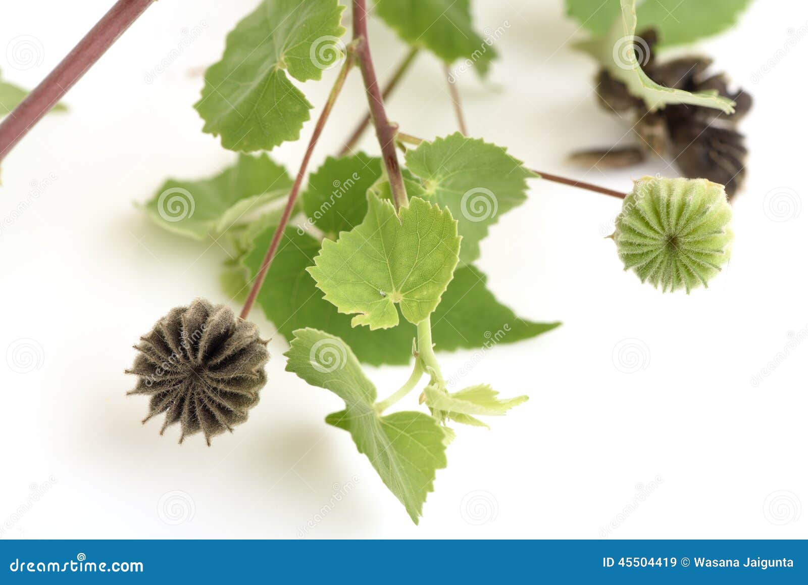 韓國冬葵菜---種子, 傢俬＆家居, 園藝, 植物及種子 - Carousell