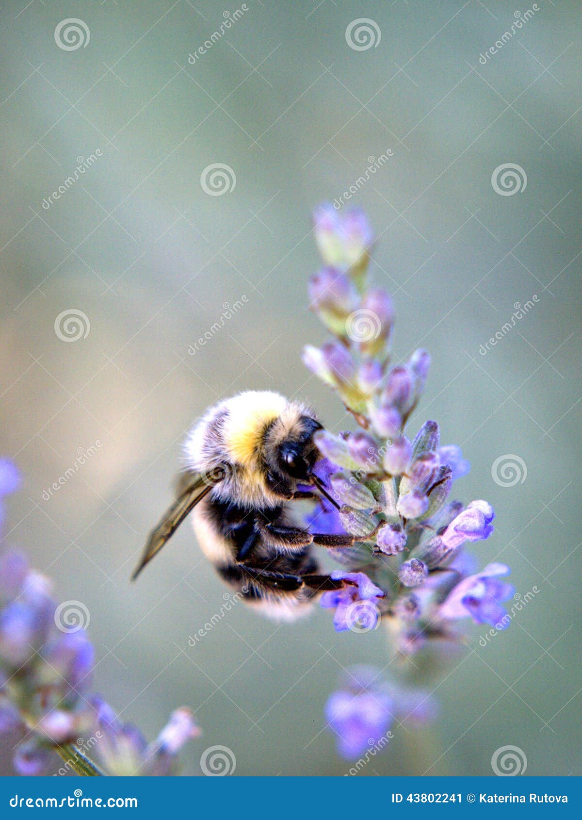 土蜂坐一朵紫色花，细节，灰色蓝色backgound