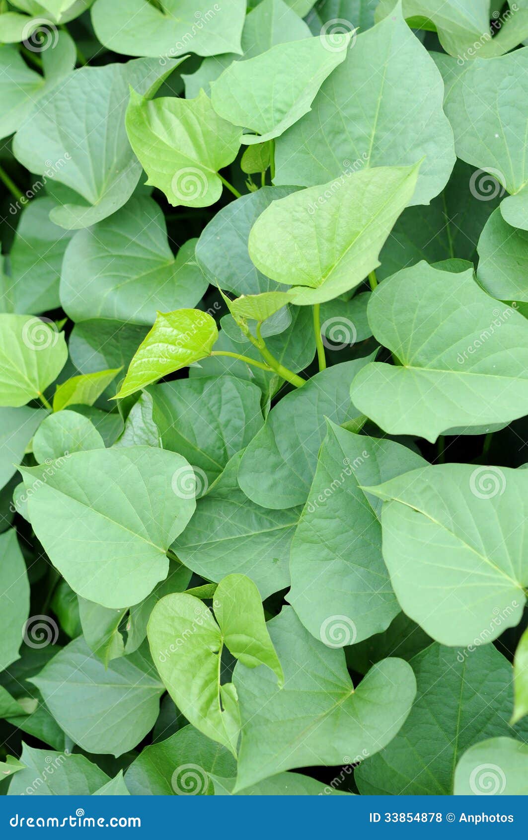 土豆叶子 库存图片. 图片 包括有 植被, 绿色, 滋补, 空白, 健康, 蔬菜, 甜甜, 增长, 工厂 - 45910869