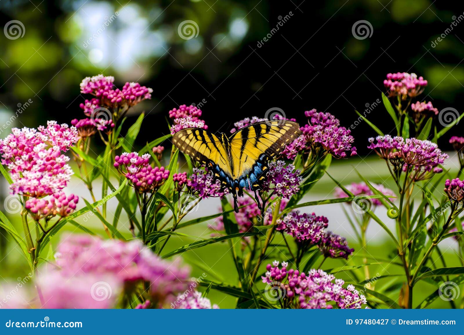 在绽放的Swallowtail蝴蝶. 在桃红色开花的唯一swallowtail蝴蝶