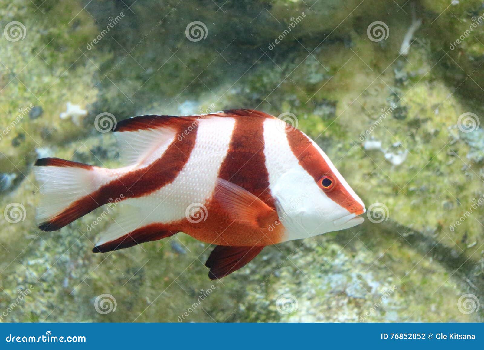 Red Snapper Fish Stock Photo - Alamy