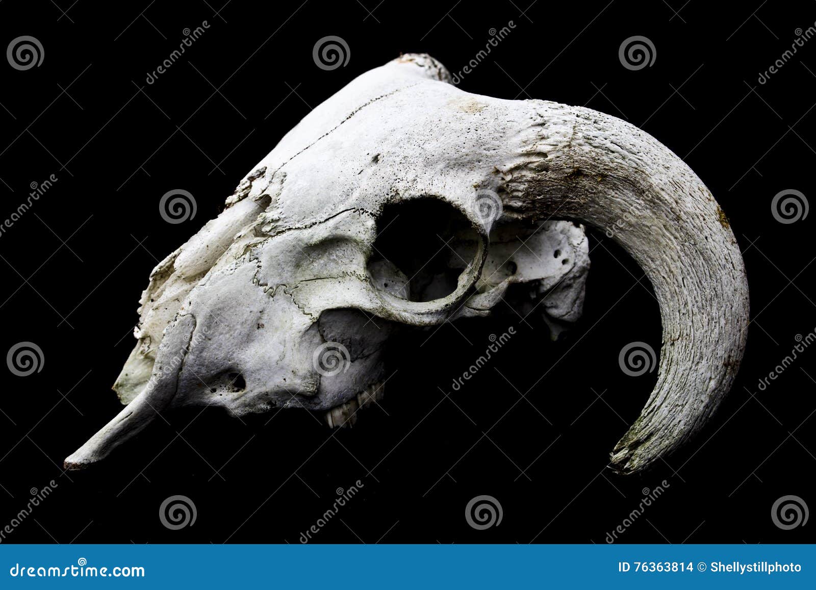 头骨gornoshl绵羊 库存照片. 图片 包括有 图象, 公羊, 干燥, 男性, 题头, 哺乳动物, 山羊 - 33545570