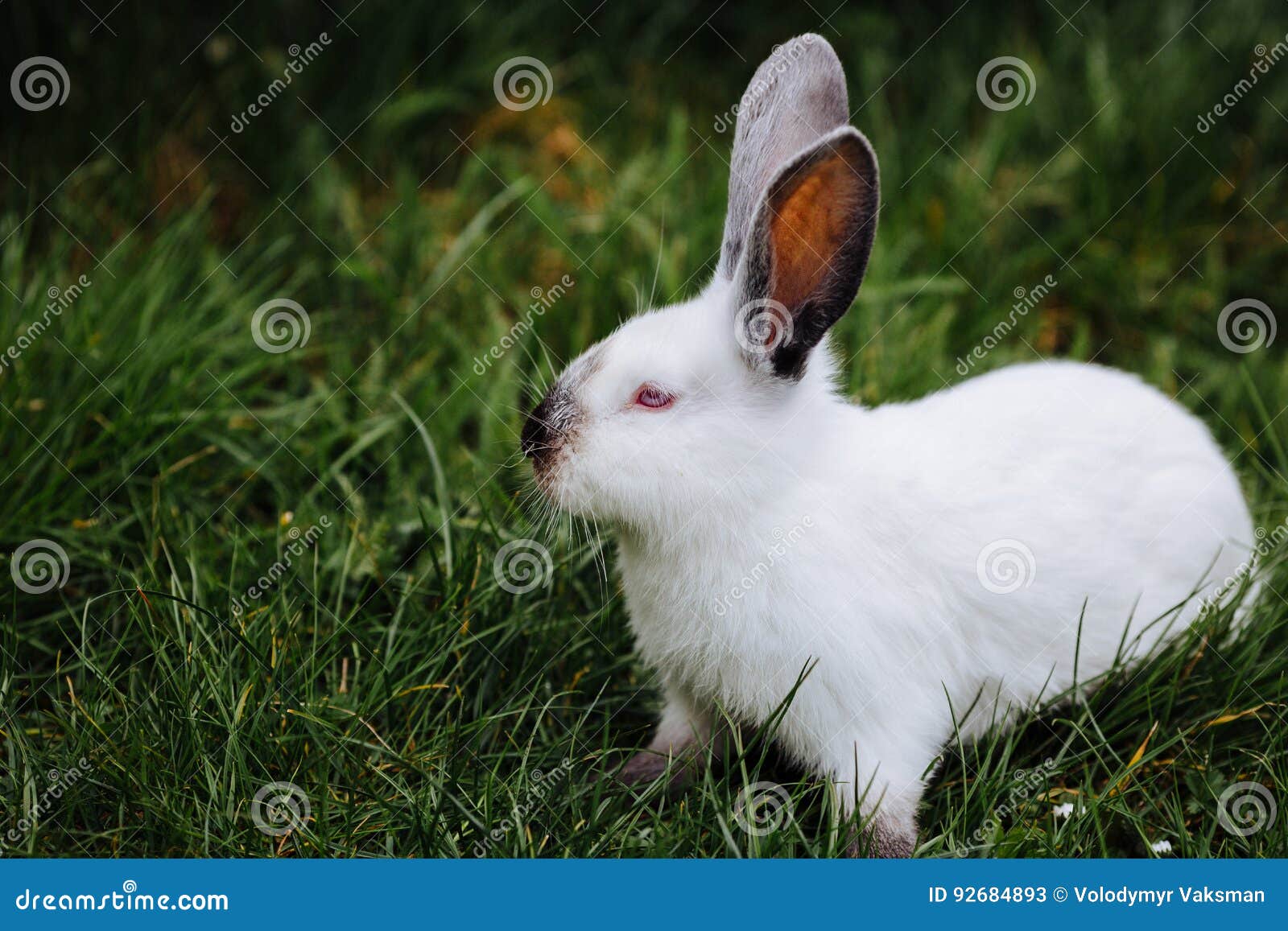 吃草的小兔图片_野生动物_生物世界_图行天下图库
