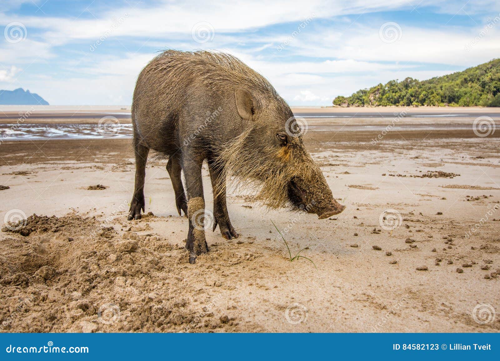 猪海边散步,猪在海边,散步_大山谷图库