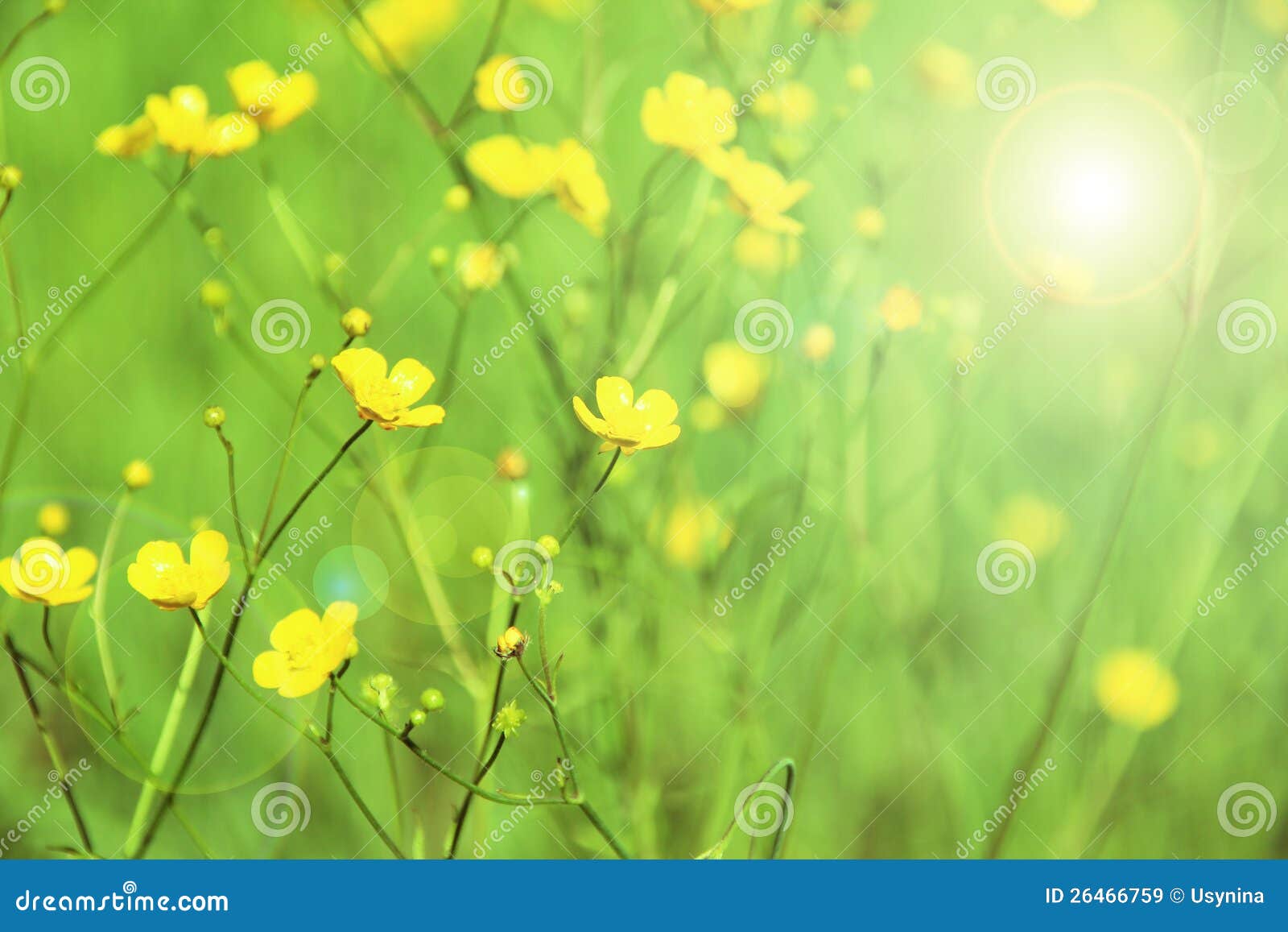 在一个绿色背景的嫩黄色花