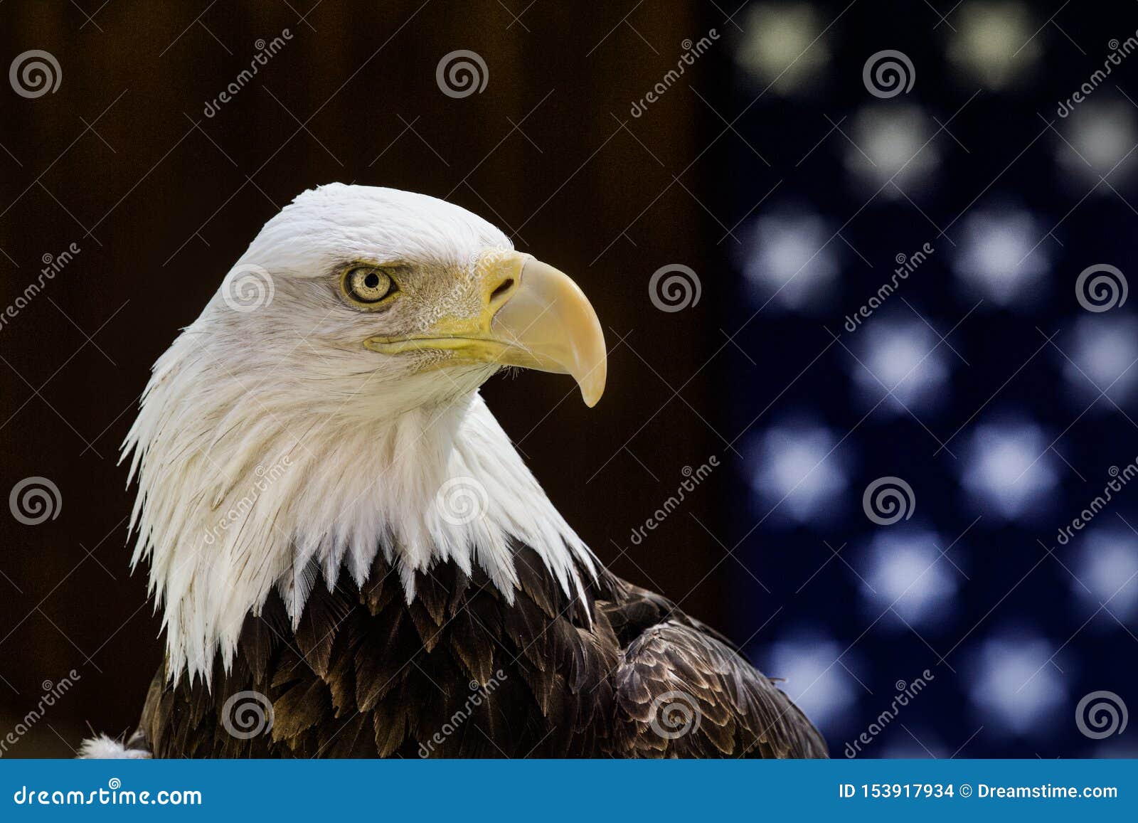 在一面美国国旗前被栖息的美丽的白头鹰. 一只被抢救的白头鹰以前被栖息和美国国旗在一个地方鸟展示