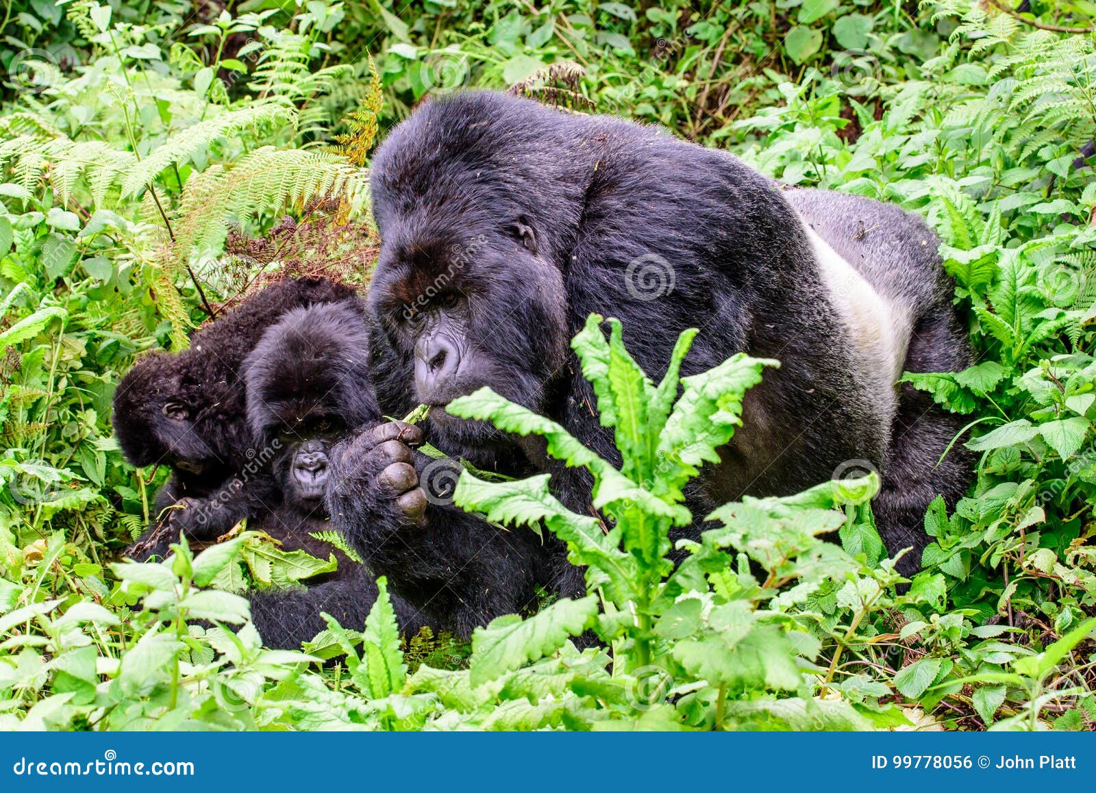 山地大猩猩在Bwindi 库存图片. 图片 包括有 纵向, 公园, 大猩猩, 徒步旅行队, 通配, 森林 - 147988221
