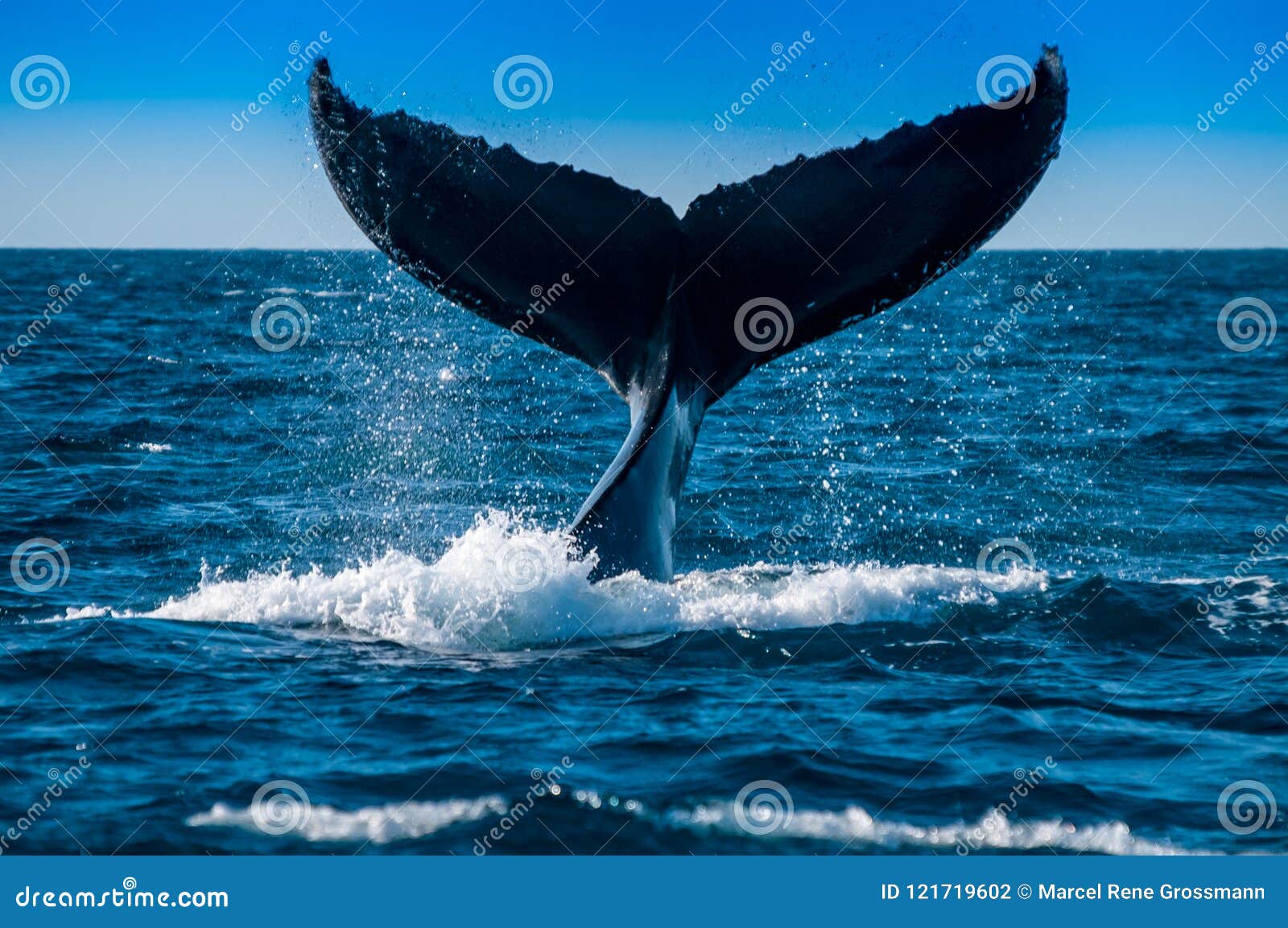 在下潜昆士兰澳大利亚的驼背鲸. 驼背鲸Megaptera novaeangliae是须鲸类的种类 一更大的rorqual种类，成人长度从12â€范围“16米39â€ “52 ft并且称大约36,000公斤79,000 lb